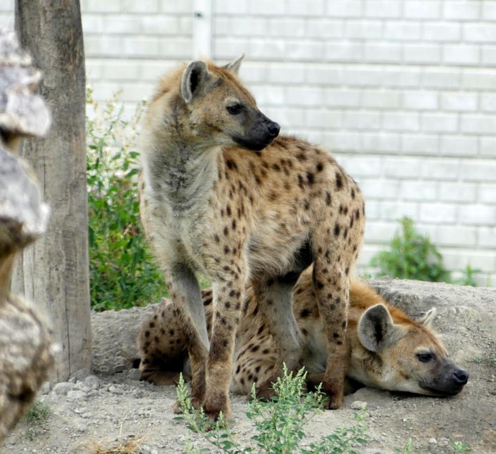 Malkia Penzion Orechová Potôň Zewnętrze zdjęcie